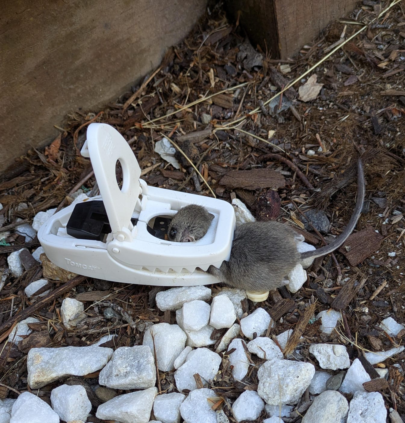 And one more juvenile roof rat caught